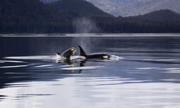 Oplev havets giganter på hvalsafari på Island